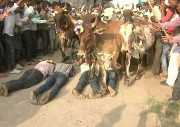 Жители Индии позволяют сотням коров растоптать их в странном ритуале