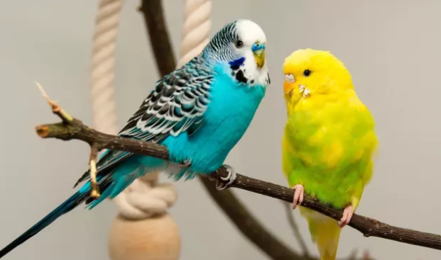 5 Попугаи — однолюбы