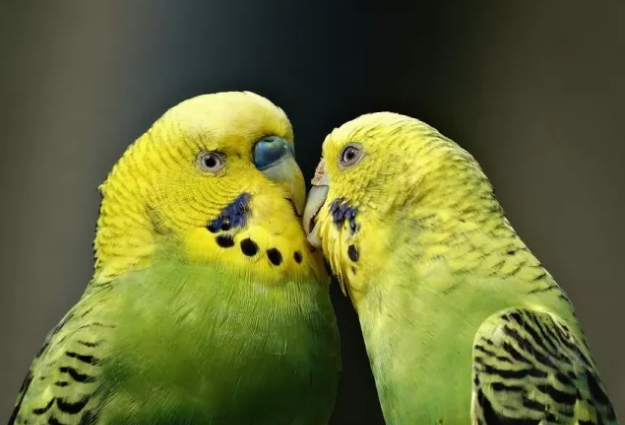 2 Попугаи дают имена своим детям