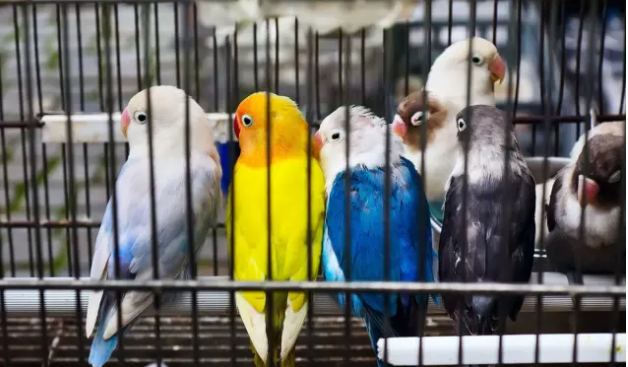 7 Попугаи очень преданные птицы