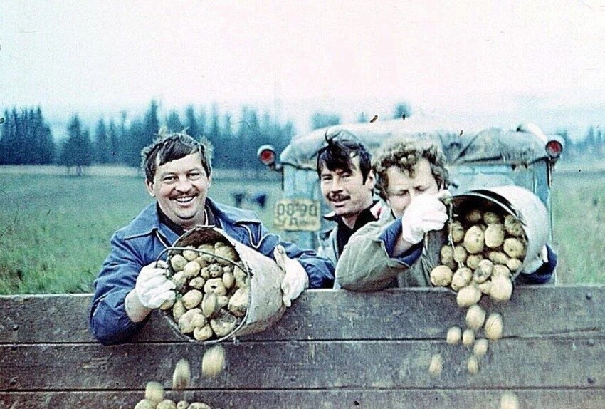 Старшие и младшие научные сотрудники на картошке. СССР. 1986 г.