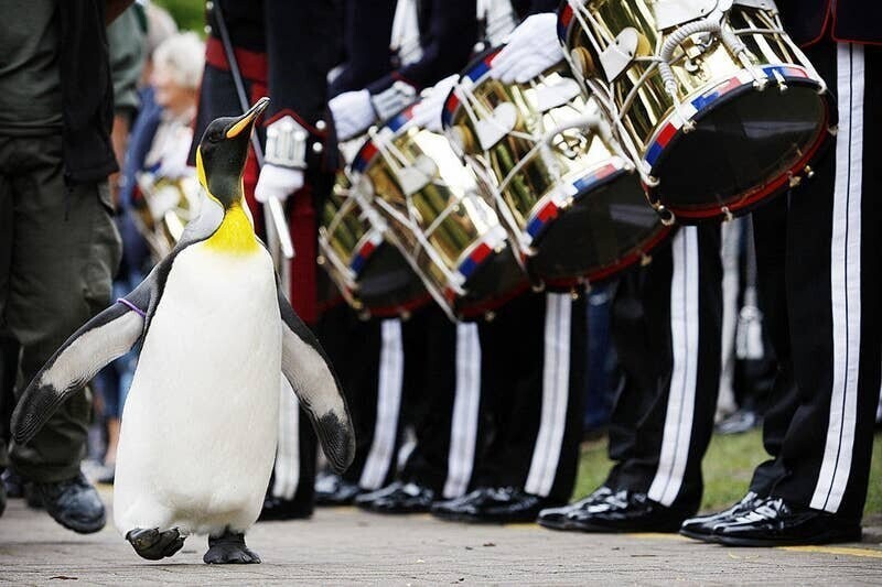 Королевский пингвин сэр Нильс Улаф из Эдинбургского зоопарка имеет чин бригадного генерала Норвежской королевской гвардии и рыцарское звание, которого его удостоил король Норвегии