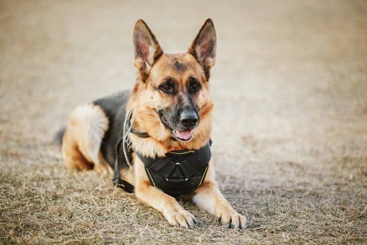 Собаки в армии всегда имеют звание на ранг выше своих проводников - чтобы те не чувствовали себя вправе жестоко обращаться с животными