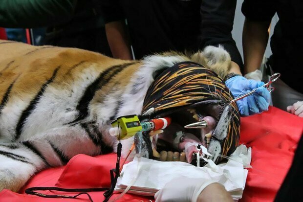 6-летняя тигрица из Масвайлера, западная Германия, пережила две сложные стоматологические операции