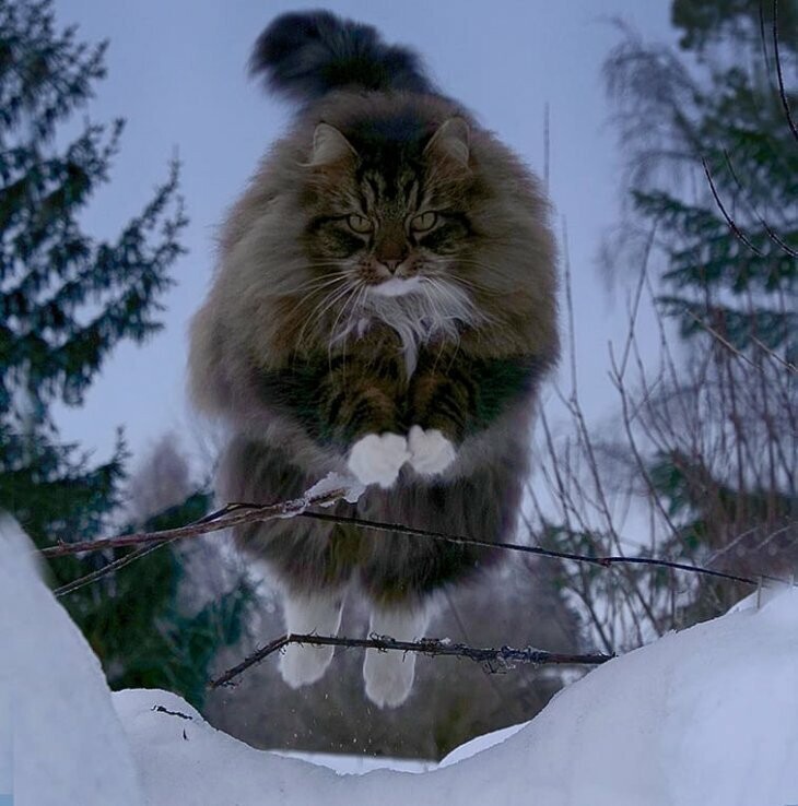 Финский кот Сэмпи и его приятели