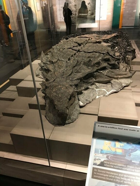 11. Отлично сохранившиеся останки анкилозавра. Он был размером с машину