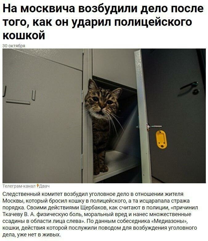 Москвич стал фигурантом дела о нападении на полицейского с «использованием кошки в качестве оружия»