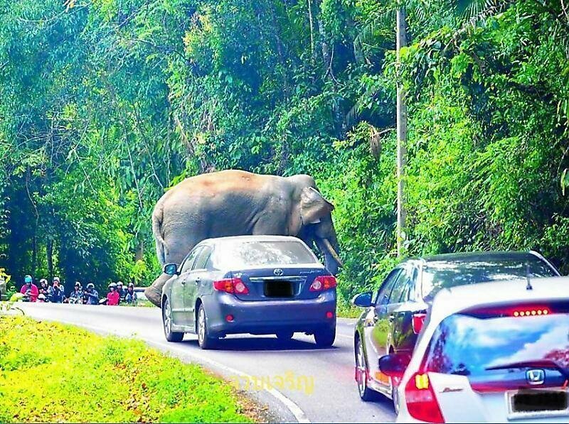 Любвеобильный слон перегородил дорогу туристу и устроил «краш-тест» его автомобилю