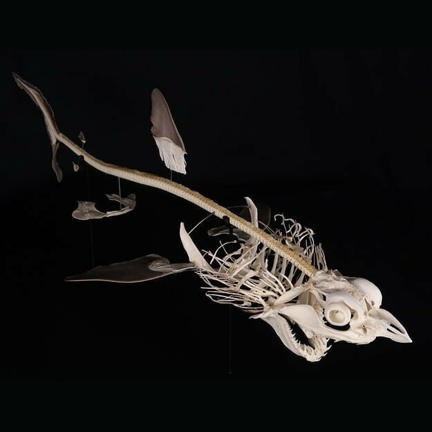 Французские учёные показывают, как выглядят скелеты разных живых существ