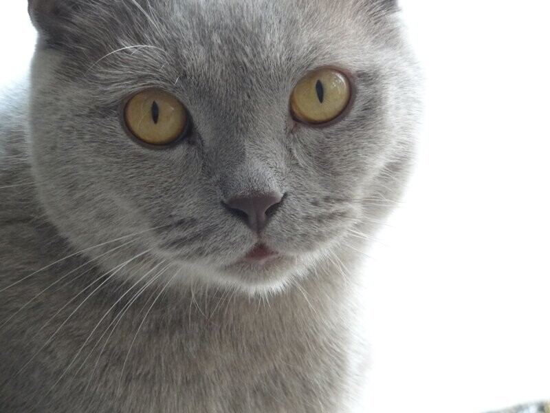 кот расивый