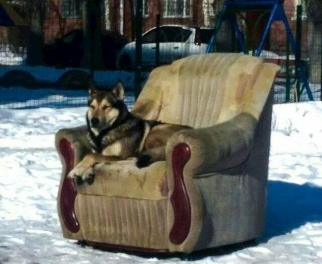 Где еще можно найти собаку, лежащую в кресле в центре города?