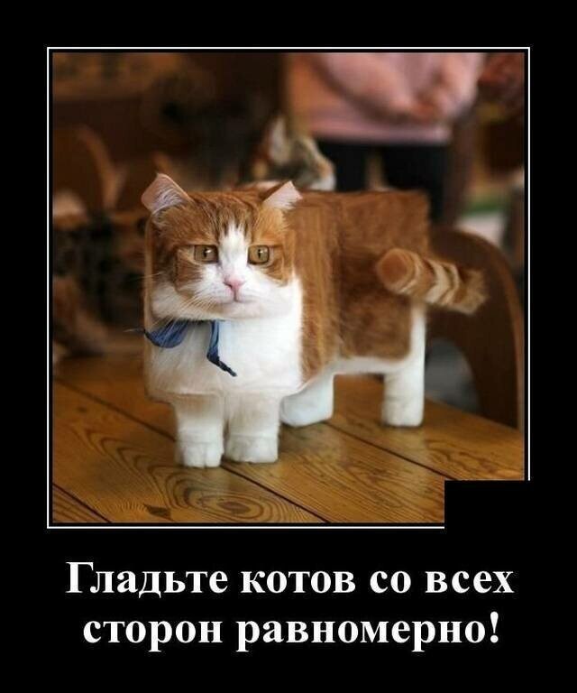 Образ рыжего кота в демотиваторах от Водяной за 01 ноября 2019
