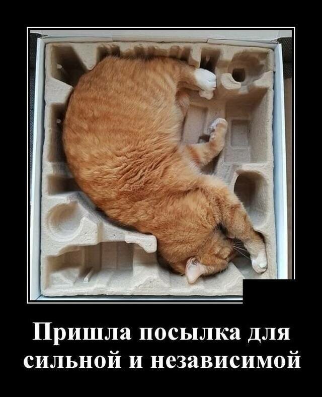 Образ рыжего кота в демотиваторах