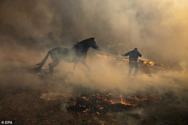Владелец ранчо выводит лошадь из огня