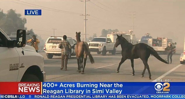 Пожар охватил ранчо в Сими-Вэлли, штат Калифорния, владельцы принялись гнать табун в безопасное место