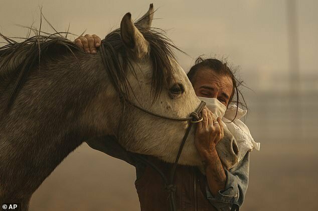Фабио Лосурдо успокаивает свою лошадь Смарти в Сими-Вэлли, штат Калифорния