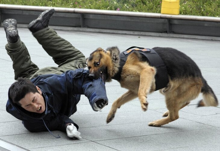 Собака-полицейский на тренировке в Токио. (Фото Toshifumi Kitamura):