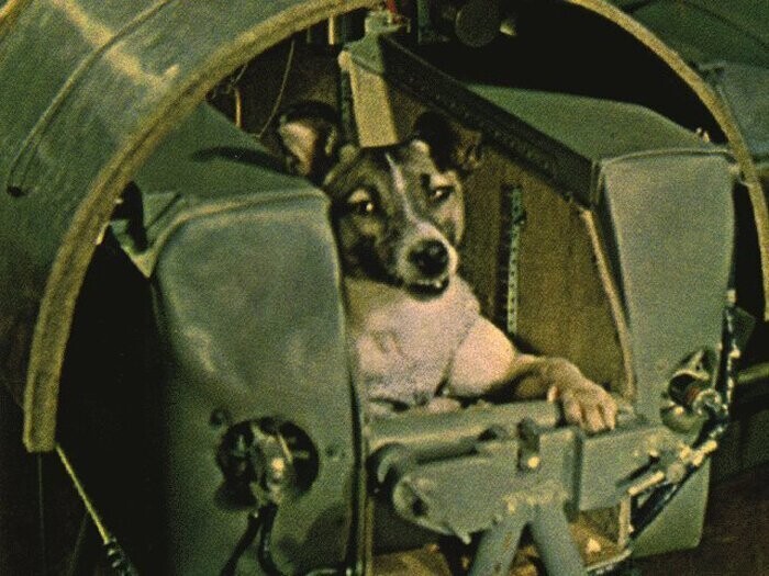 3 ноября 1957, Второй в мире спутник был запущен в СССР с живым существом на борту - собакой Лайкой