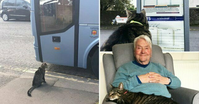 Кот Джордж стал звездой благодаря его приключениям и одиночным поездкам в автобусах и поездах