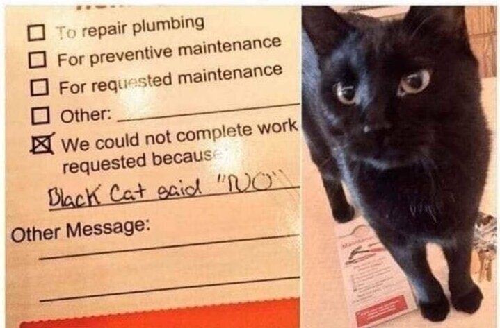 "Мы подали заявку на уборку. Вечером нашли на дверях квитанцию с подписью: "Мы не могли закончить уборку. Черный кот сказал "нет".