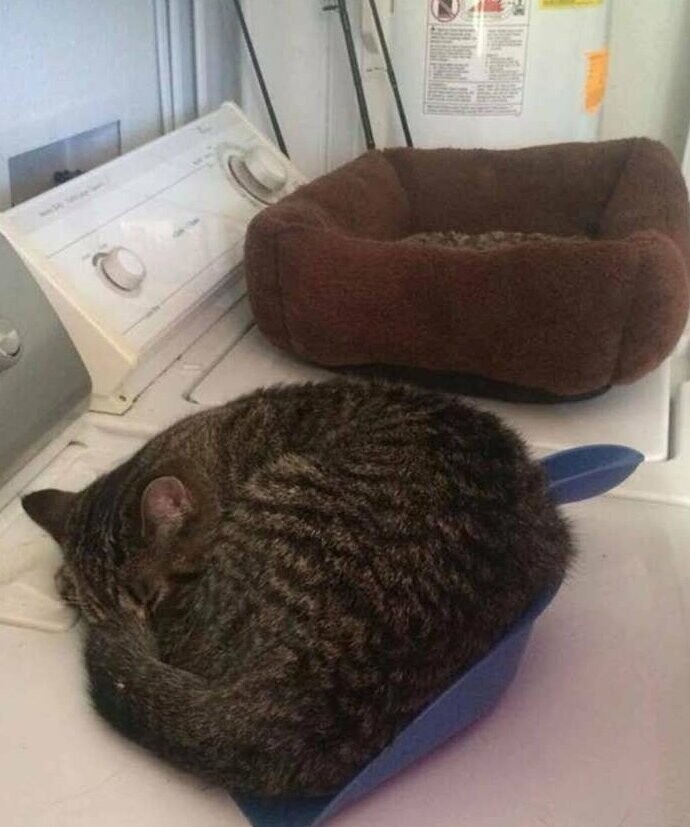"Я купил кошке постель за 2000 рублей, а она спит в совке!"