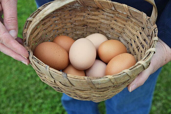 5. Цвет яиц кур-несушек обычно зависит от цвета их ушных мочек