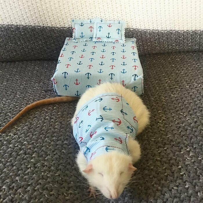 Крыски в пижамках: просто очаровательны!