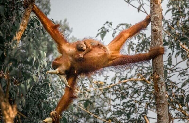 Потрясающие фотографии показывают самку орангутана с детёнышем