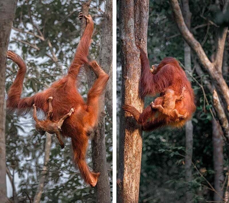Потрясающие фотографии показывают самку орангутана с детёнышем