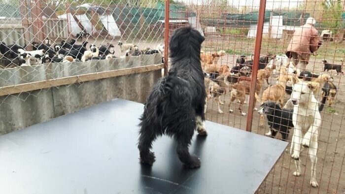 Житель Сербии открыл приют для собак и спас сотни жизней