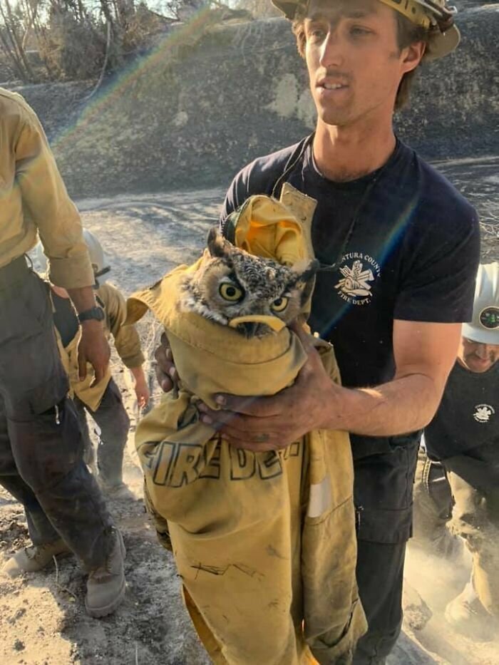 Калифорнийские пожарные спасли филина