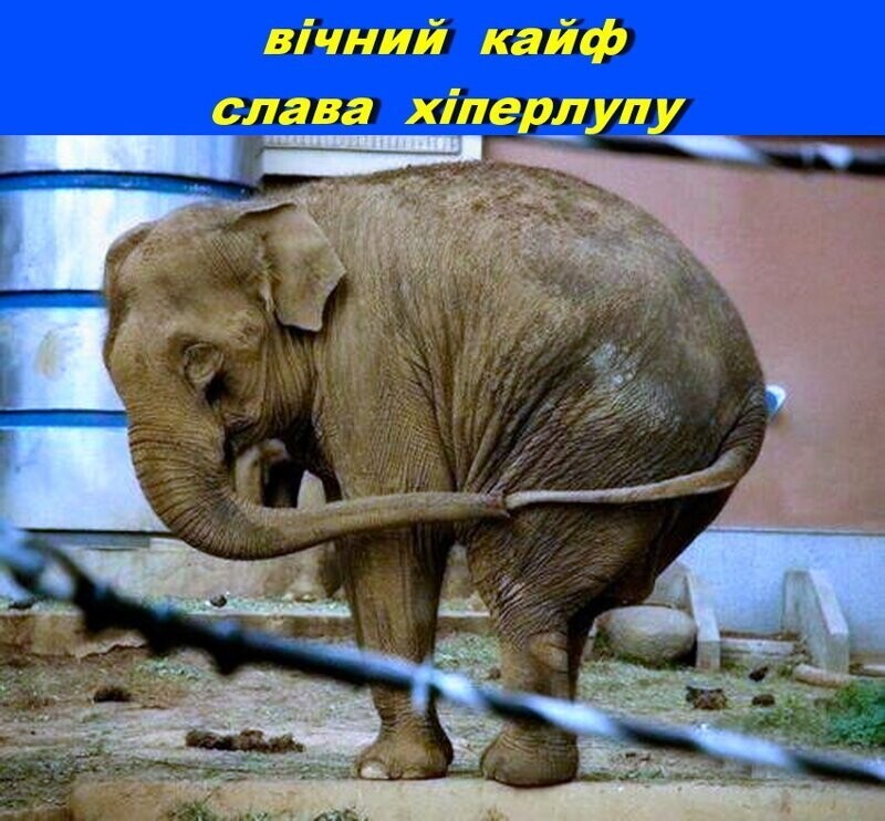 Залетает муха в хобот слона,а вылетает через зад. Слон:-Кайф! Обратно залетает в хобот,и вылетает через зад. Слон:-Кайф! Третий раз залетает... Слон свой хобот всунул в задницу. -Вечный кайф!