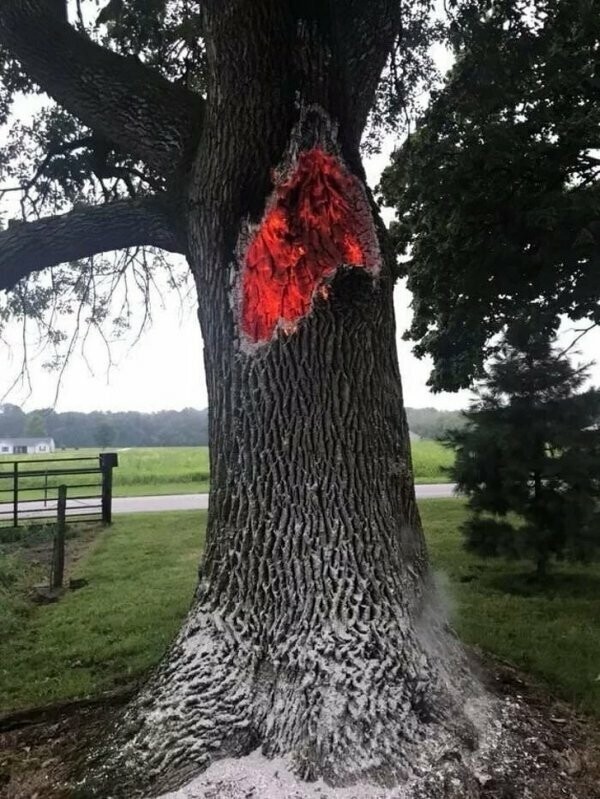 Дерево выгорает изнутри после удара молнии