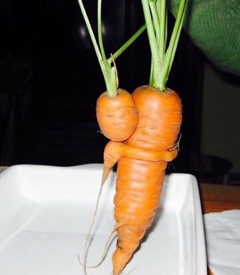 Морковное семейство