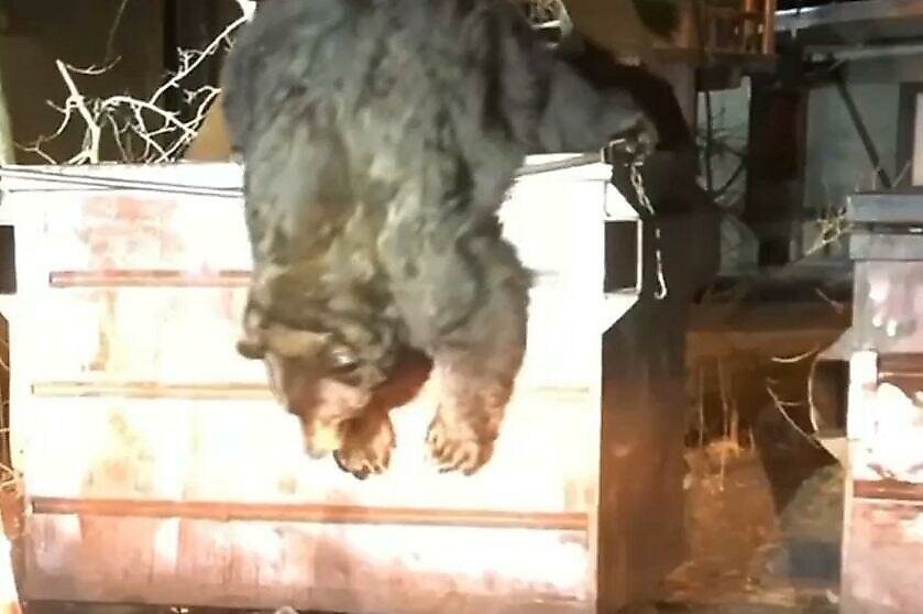 В Калифорнии полицейский спасает медвежонка из мусорного бака