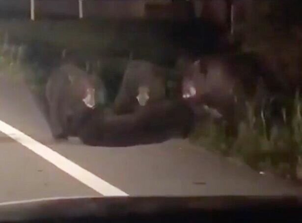Душераздирающее видео: три медведя отчаянно тянут раненого детёныша с дороги