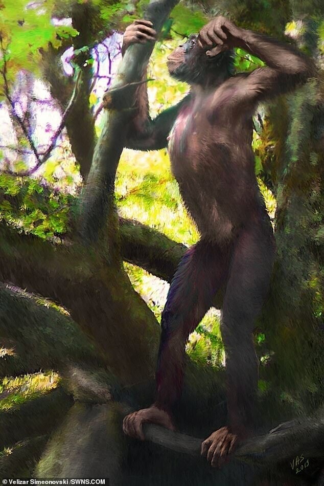 Палеонтологи обнаружили в Баварии обезьяноподобного предка человека, жившего 12 млн лет назад