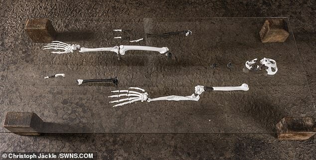 Изучив кости, ученые пришли к выводу, что животное передвигалось уникальным способом