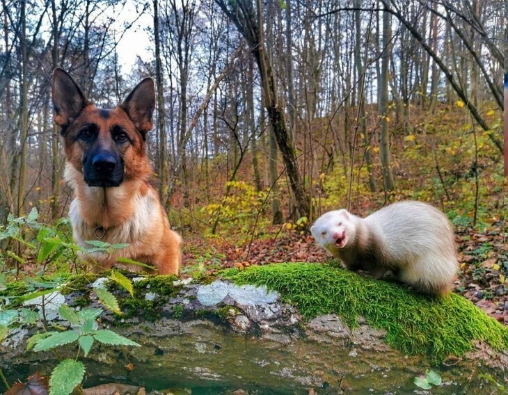Немецкая овчарка и хорек - самые необычные друзья