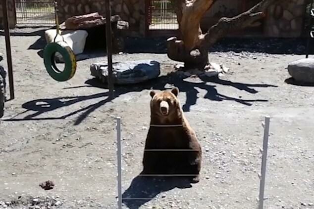 Вежливый медведь помахал лапой посетителю зоопарка