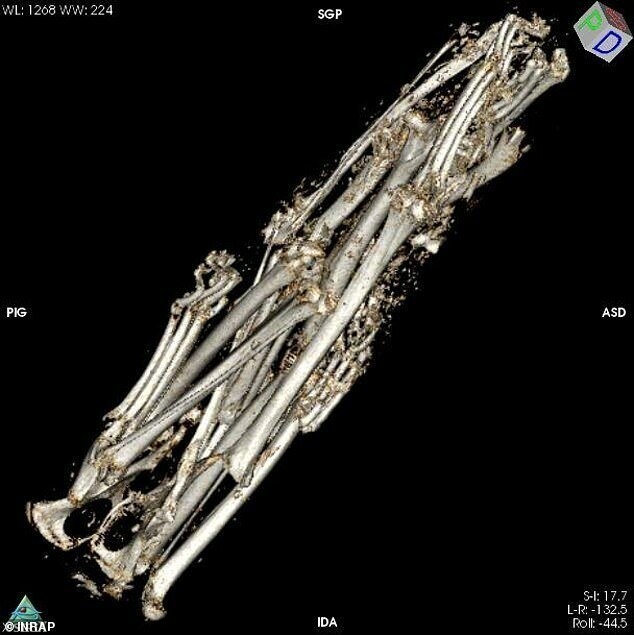 Объемная реконструкция костной массы на основе КТ. Древние обертывания содержат три хвоста и пять задних ног