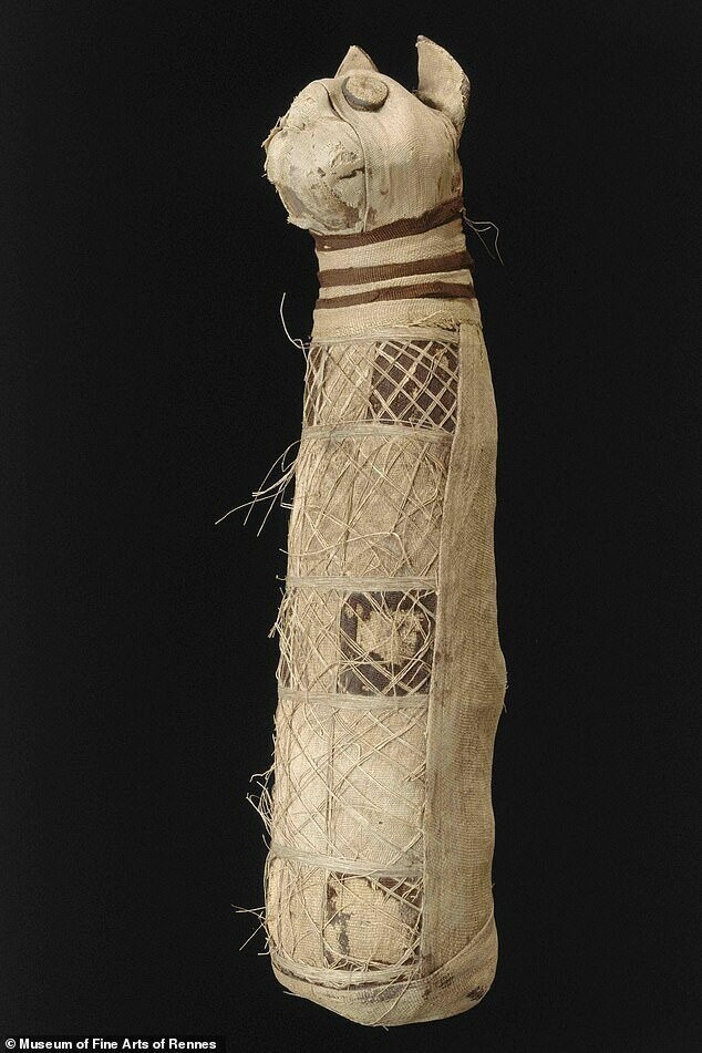 У древнеегипетской кошачьей мумии обнаружили три хвоста и пять задних лап