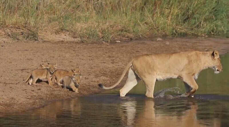 Читайте также: милое видео с переходом семейства львов через неглубокую реку