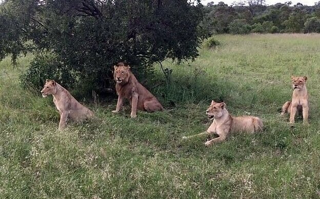 Бородавочник потревожил покой львов в африканском заповеднике