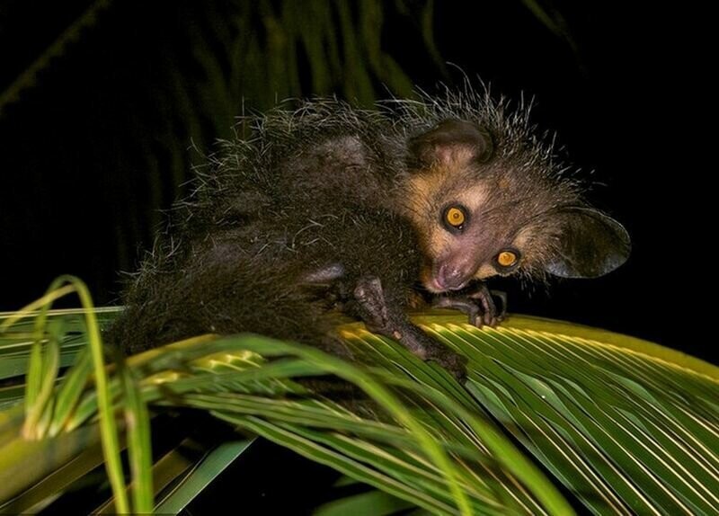 Самый страшный зверь на Мадагаскаре