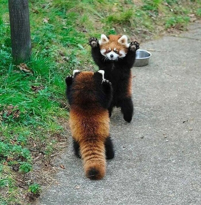 Красные панды - известные поклонники сериала "Драконий жемчуг Зет", и их часто можно застать за исполнением танца фьюжн