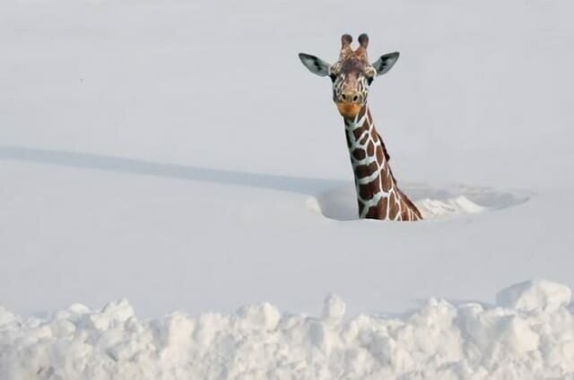 Жирафы развили свои длинные шеи, чтобы с их помощью можно было выживать даже в самом глубоком арктическом снегу