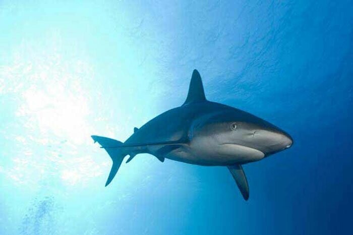 Знаете ли вы, что океан получает соль из слёз неправильно понятых акул, которые просто хотят обняться