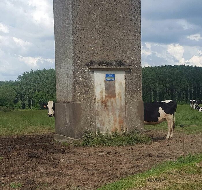 Валлийский фермер Амаэтон Джонс смог вывести самую длинную корову на Земле. К сожалению, корова осведомлена о своей длине и отказывается фотографироваться полностью