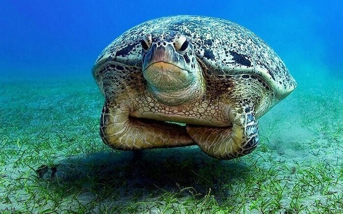 Морские черепахи не злы на людей за загрязнение океана. Они просто очень в нас разочарованы